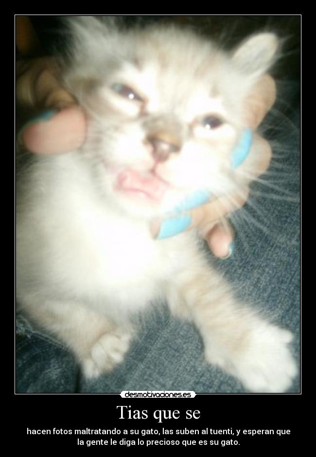 Tias que se - hacen fotos maltratando a su gato, las suben al tuenti, y esperan que
la gente le diga lo precioso que es su gato.