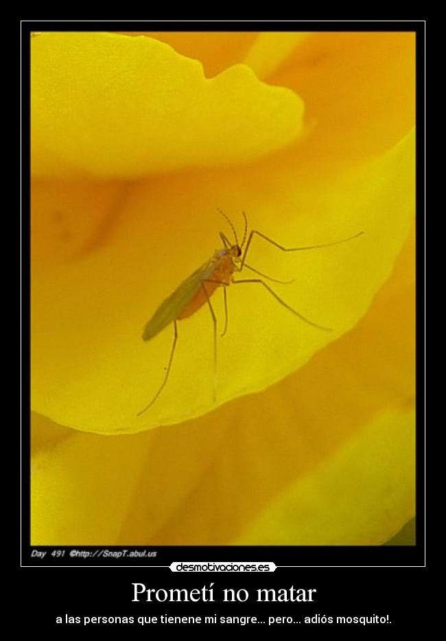 carteles mosquito puto desmotivaciones