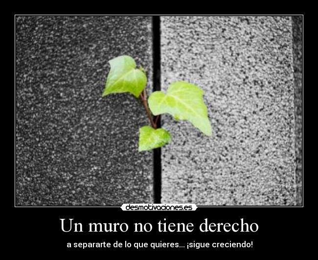 carteles planta creciendo hormigon desmotivaciones