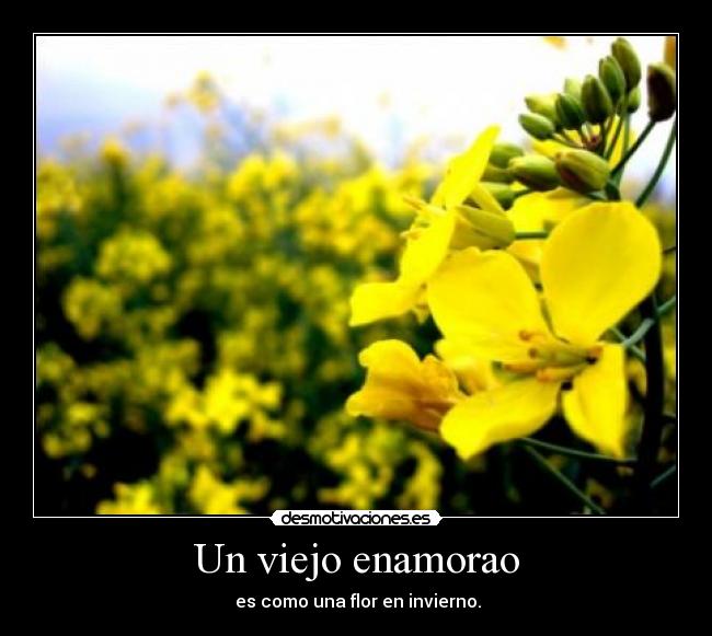 Un viejo enamorao -  es como una flor en invierno.
