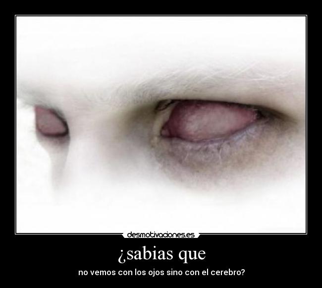 ¿sabias que - no vemos con los ojos sino con el cerebro?