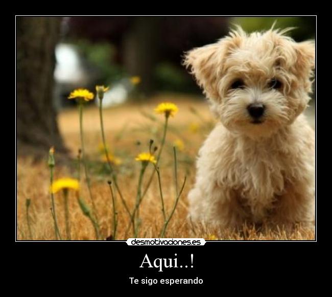 Aqui..! - Te sigo esperando