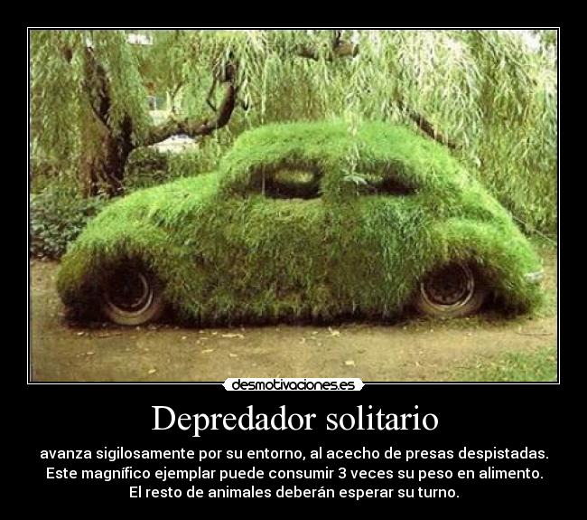 Depredador solitario - avanza sigilosamente por su entorno, al acecho de presas despistadas.
Este magnífico ejemplar puede consumir 3 veces su peso en alimento.
El resto de animales deberán esperar su turno.
