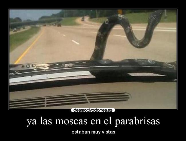 ya las moscas en el parabrisas -