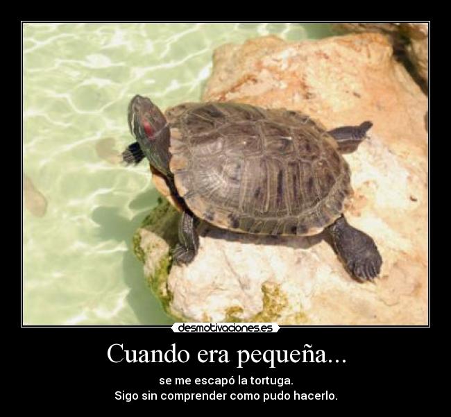 Cuando era pequeña... - se me escapó la tortuga.
Sigo sin comprender como pudo hacerlo.