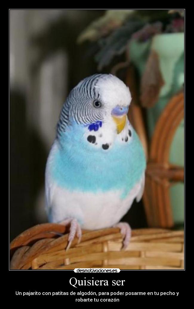 Quisiera ser - 