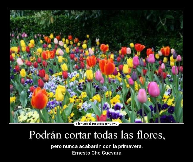 Podrán cortar todas las flores, -