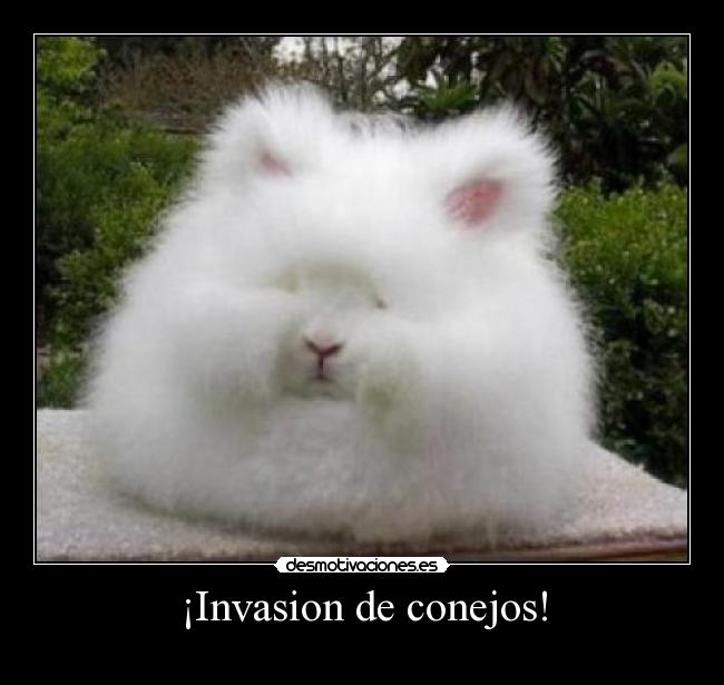 ¡Invasion de conejos! - 