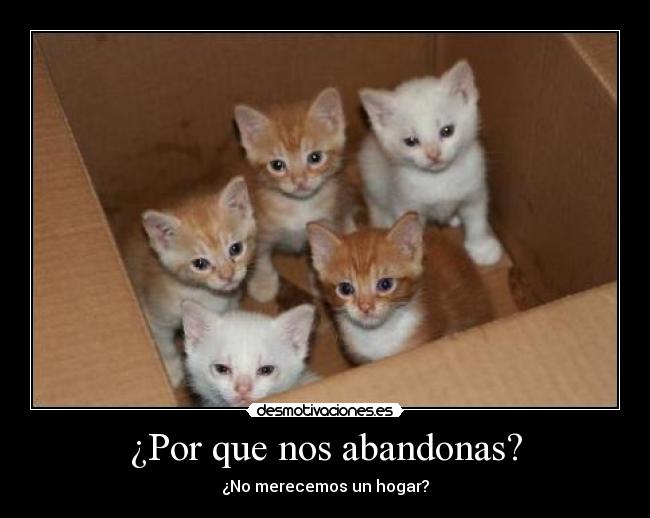 ¿Por que nos abandonas? - ¿No merecemos un hogar?