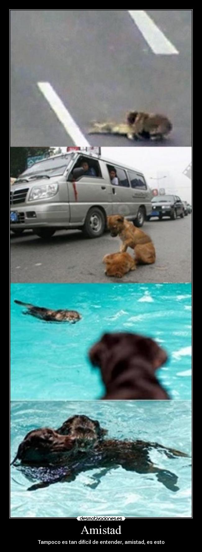Amistad - Tampoco es tan difícil de entender, amistad, es esto