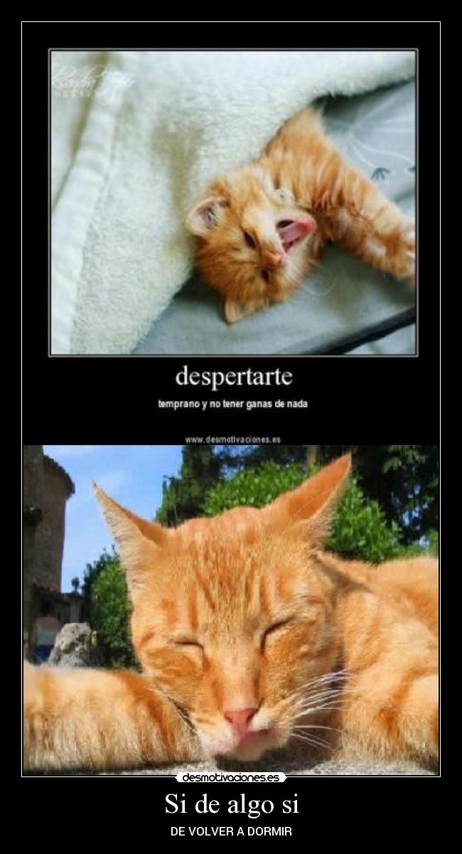 carteles gato desmotivaciones