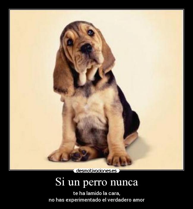 carteles perro lamer cara experimentar amor amistad lealtad desmotivaciones