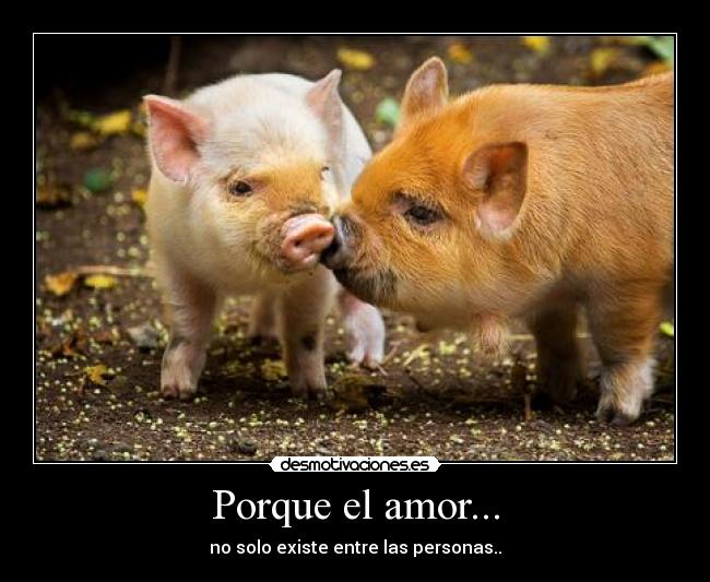 Porque el amor... -