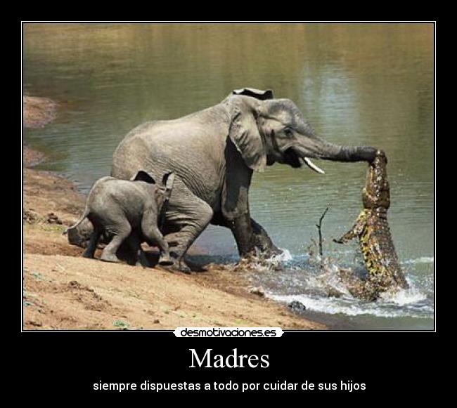 Madres - 