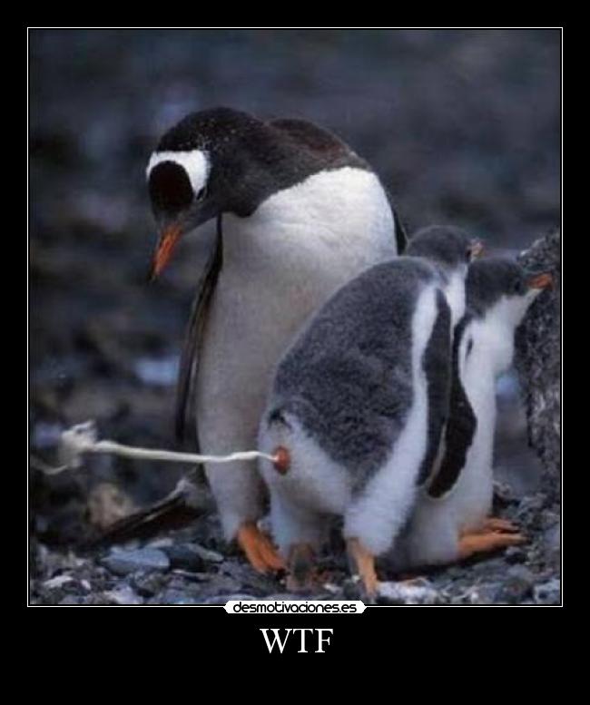 WTF -