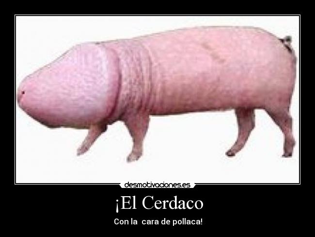 ¡El Cerdaco - Con la  cara de pollaca!