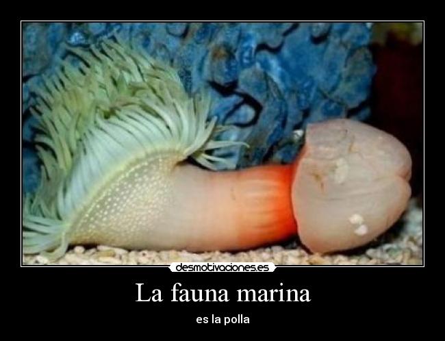 La fauna marina - es la polla