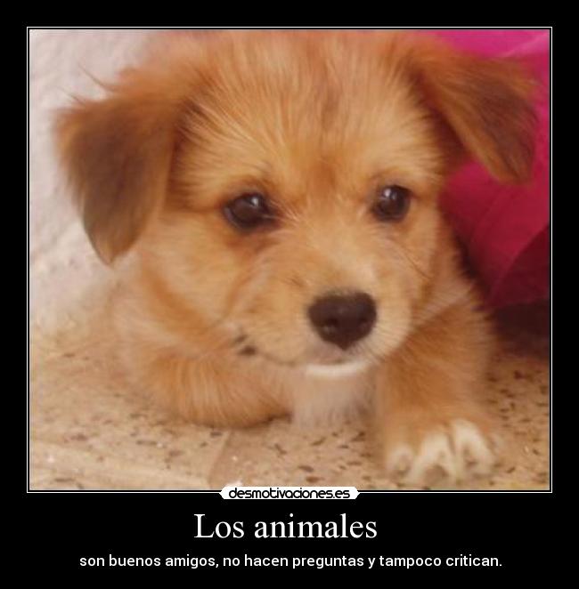 Los animales - son buenos amigos, no hacen preguntas y tampoco critican.