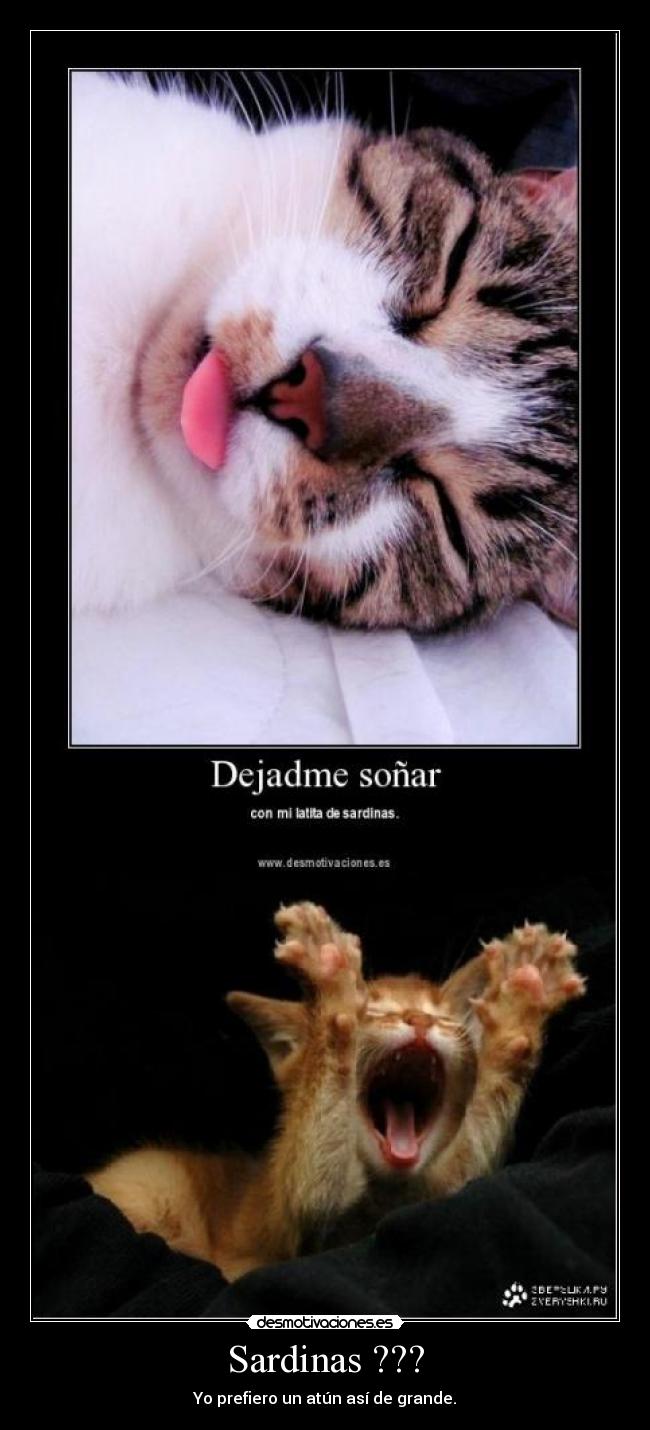 carteles happy cat need more drugs desmotivaciones