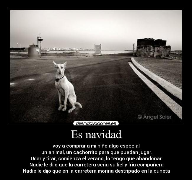 Es navidad - voy a comprar a mi niño algo especial
un animal, un cachorrito para que puedan jugar.
Usar y tirar, comienza el verano, lo tengo que abandonar.
Nadie le dijo que la carretera seria su fiel y fria compañera
Nadie le dijo que en la carretera moriria destripado en la cuneta