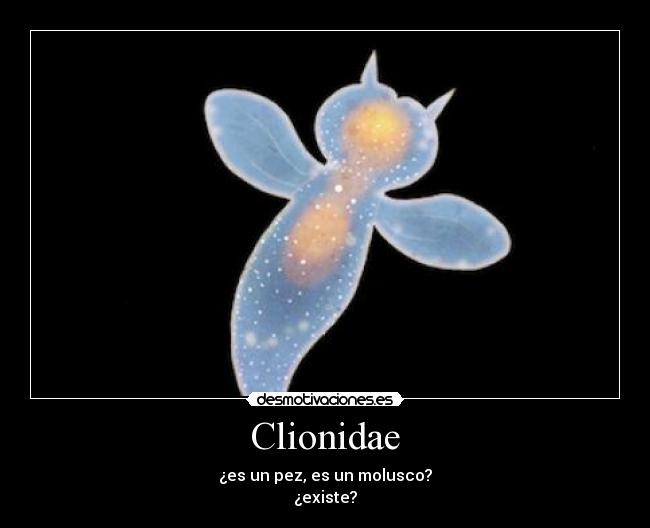 Clionidae - 