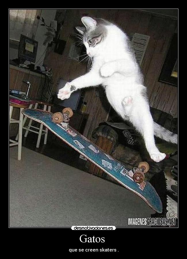 Gatos  - que se creen skaters .