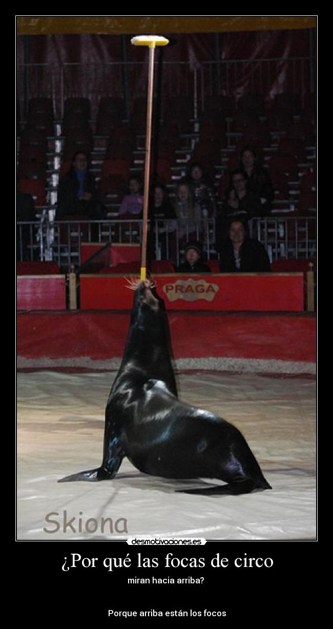 ¿Por qué las focas de circo - miran hacia arriba?
Porque arriba están los focos