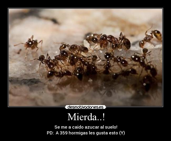 Mierda..! - Se me a caido azucar al suelo!
PD:  A 359 hormigas les gusta esto (Y)
