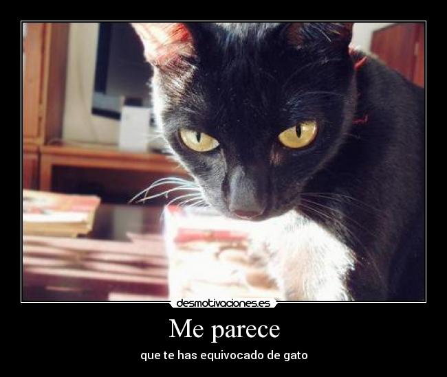 Me parece - que te has equivocado de gato