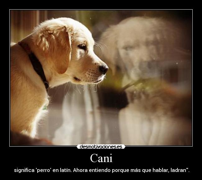 Cani - significa perro en latín. Ahora entiendo porque más que hablar, ladran.