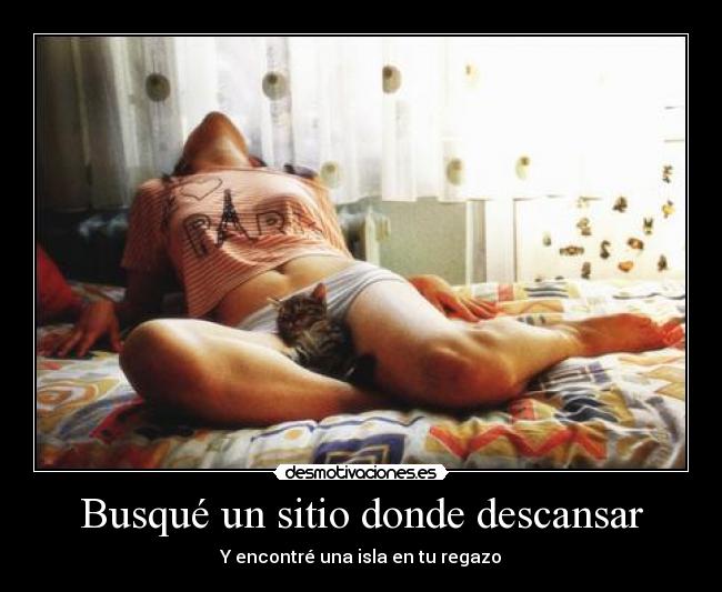 carteles gato regazo desmotivaciones