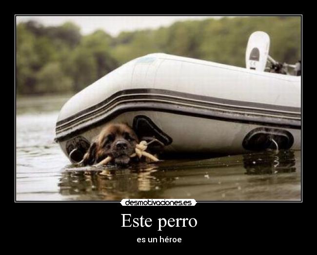 Este perro -