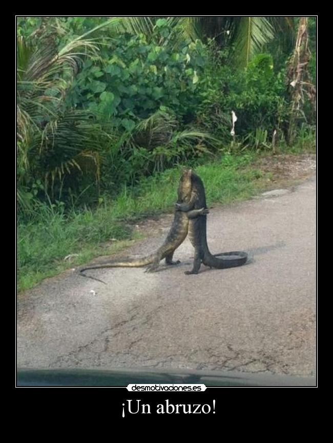 ¡Un abruzo! -