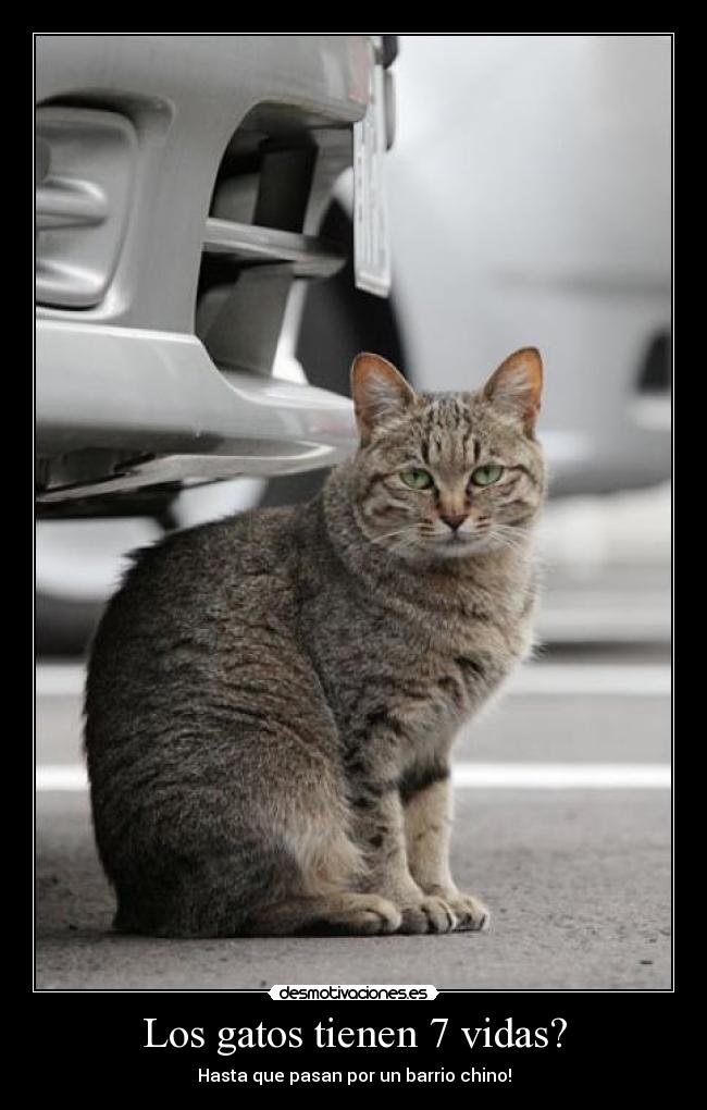 Los gatos tienen 7 vidas? - Hasta que pasan por un barrio chino!
