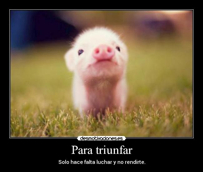 Para triunfar - Solo hace falta luchar y no rendirte.
