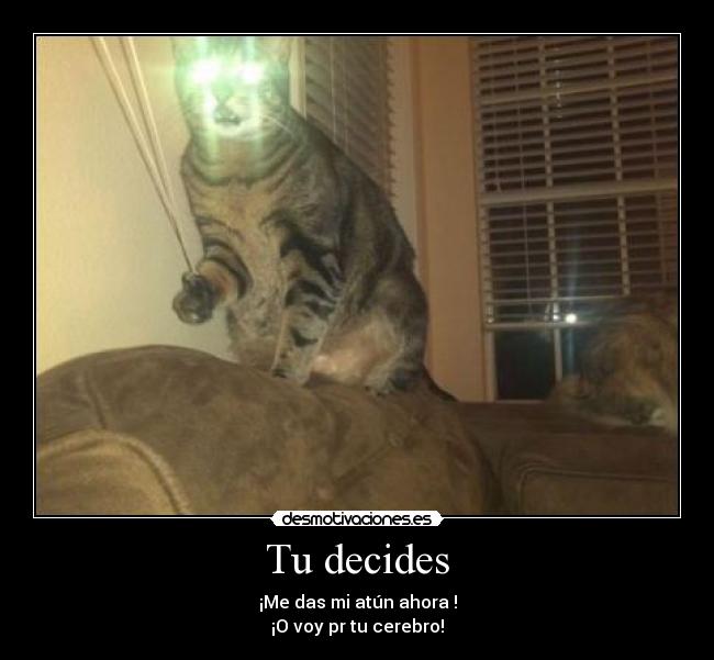 Tu decides - ¡Me das mi atún ahora !
¡O voy pr tu cerebro!