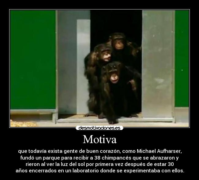 Motiva - que todavía exista gente de buen corazón, como Michael Aufharser,
fundó un parque para recibir a 38 chimpancés que se abrazaron y
rieron al ver la luz del sol por primera vez después de estar 30
años encerrados en un laboratorio donde se experimentaba con ellos.