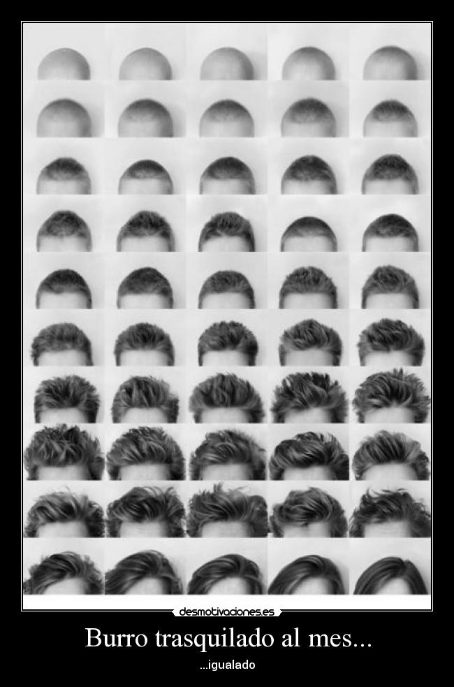 Burro trasquilado al mes... - ...igualado