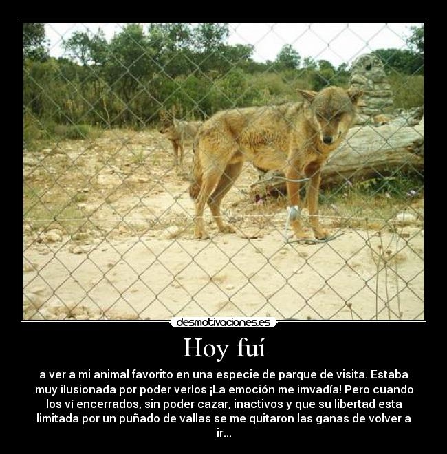 Hoy fuí - a ver a mi animal favorito en una especie de parque de visita. Estaba
muy ilusionada por poder verlos ¡La emoción me imvadía! Pero cuando
los ví encerrados, sin poder cazar, inactivos y que su libertad esta
limitada por un puñado de vallas se me quitaron las ganas de volver a
ir...