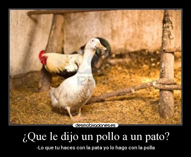 carteles pato pollo desmotivaciones