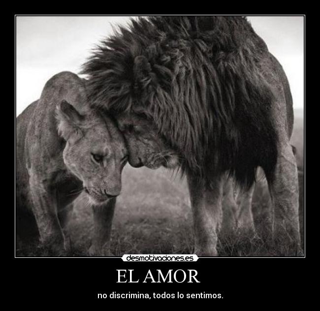 carteles amor amor desmotivaciones