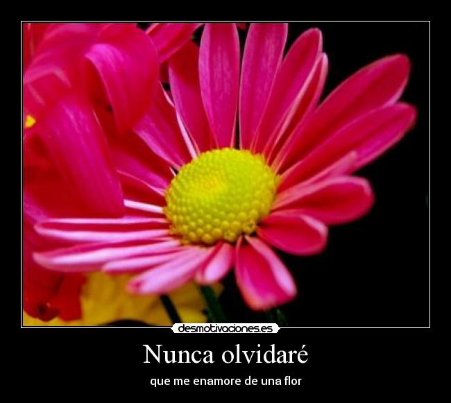 Nunca olvidaré - que me enamore de una flor