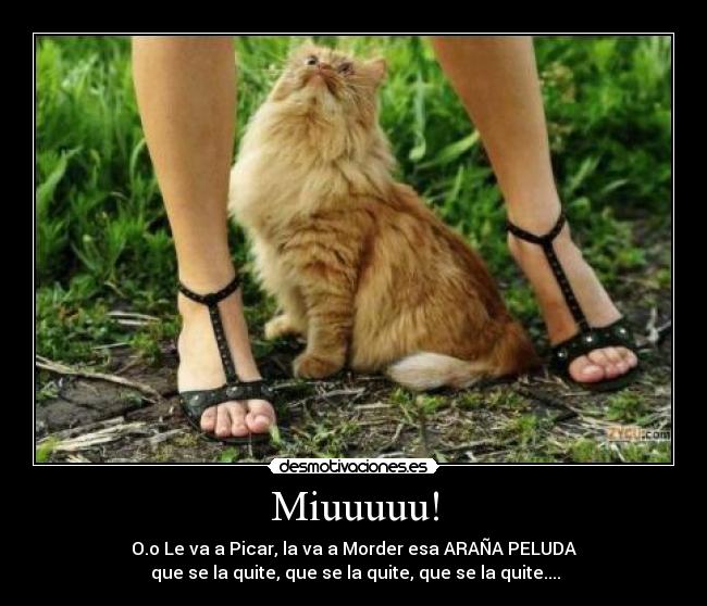 Miuuuuu! - 