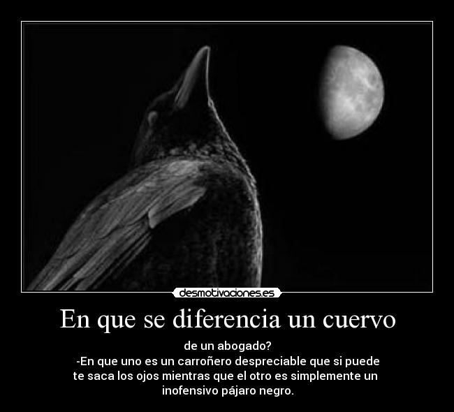 En que se diferencia un cuervo - de un abogado?
-En que uno es un carroñero despreciable que si puede
te saca los ojos mientras que el otro es simplemente un
inofensivo pájaro negro.