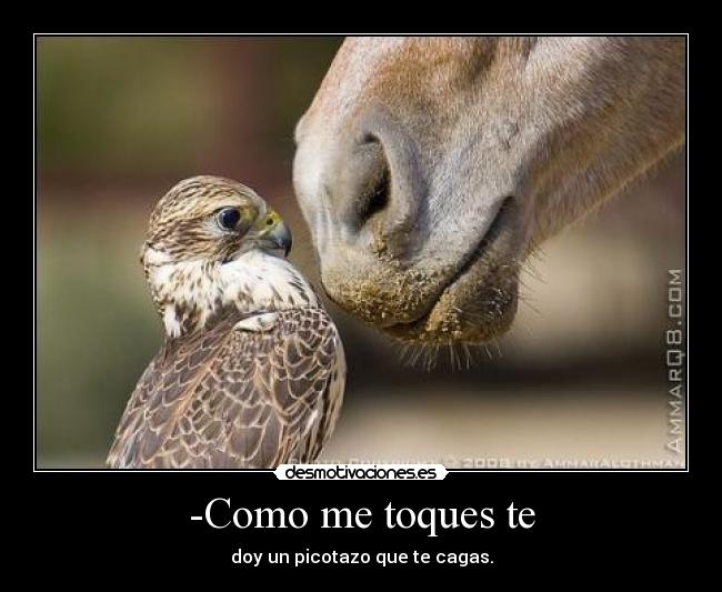 -Como me toques te - doy un picotazo que te cagas.