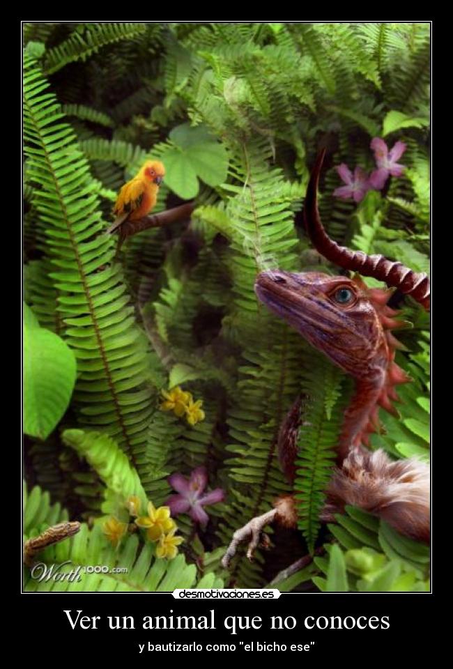 Ver un animal que no conoces - 