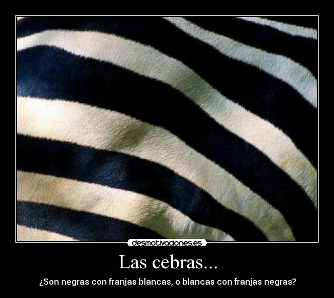 carteles cebra blanco negro los colores del decano aguante olimpia nejihyuuga desmotivaciones