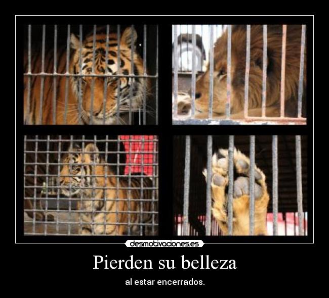 carteles humanos hdps desmotivaciones