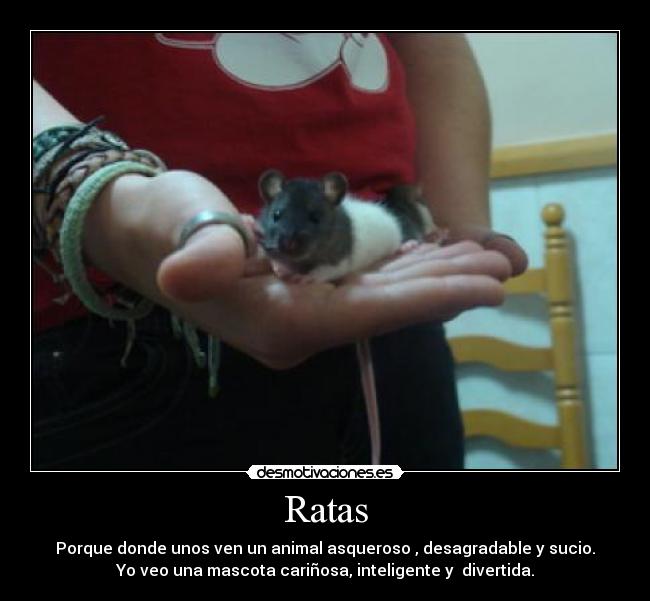 Ratas - Porque donde unos ven un animal asqueroso , desagradable y sucio.
Yo veo una mascota cariñosa, inteligente y  divertida.