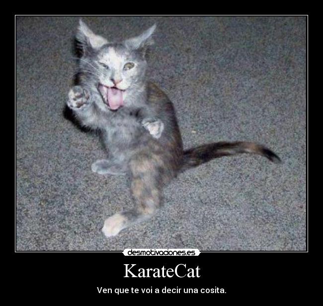KarateCat -